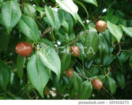 Camellia seeds (raw material for camellia oil) 105428273