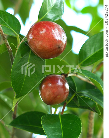 Camellia seeds (raw material for camellia oil) 105428274