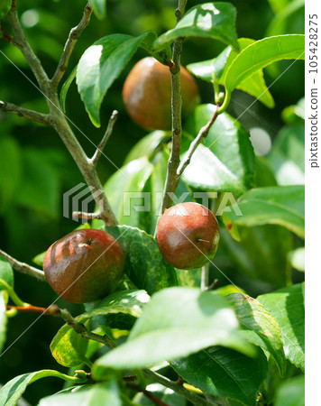 Camellia seeds (raw material for camellia oil) 105428275