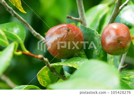 Camellia seeds (raw material for camellia oil) 105428276