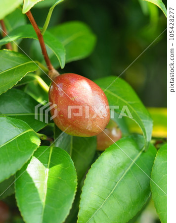 Camellia seeds (raw material for camellia oil) 105428277