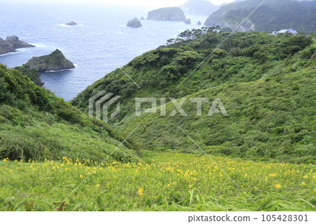 A coastline with cliffs blooming on the cliffs 105428301