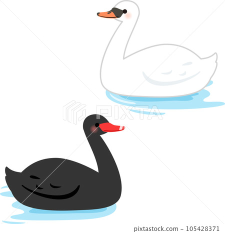 天鵝和黑天鵝在水面上游泳 105428371
