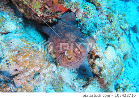 章魚 章魚擬態 沖繩海域水下攝影 章魚 章魚擬態 沖繩海域水下攝影 105428710
