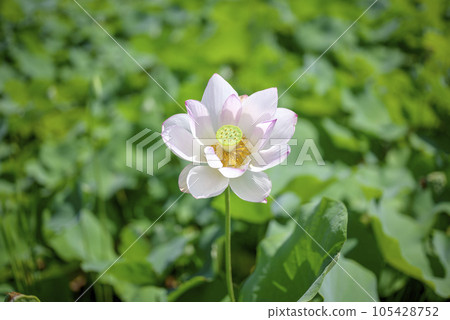 lotus flower summer flower image 105428752