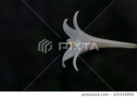 The graceful profile of the summer-blooming flower princess Easter lily The graceful profile of the summer-blooming flower princess Easter lily 105428899