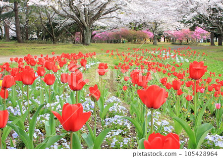 Spring in the park 105428964