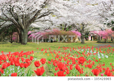 Spring in the park 105428965