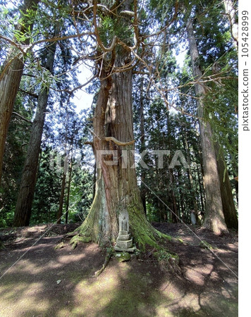 Slam dunk mecca Sacred tree of Moriko Daimohi Shrine 105428999