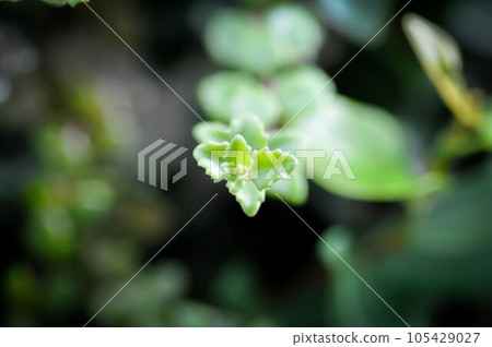 Miniature Peperomia or Pilea depressa Miniature Peperomia or Pilea depressa 105429027