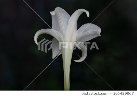 復活節百合公主的後視圖，夏天盛開的花 105429067
