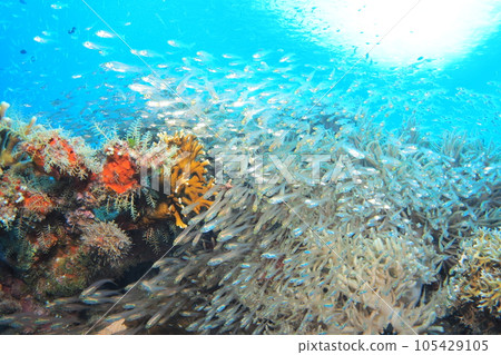 白斑鯛在座間味島的珊瑚礁上成群結隊 白斑鯛在座間味島的珊瑚礁上成群結隊 105429105