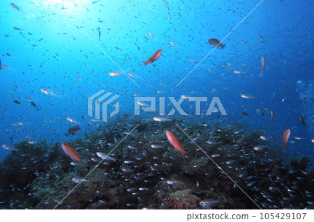 Blue sea and fish Summer scenery Underwater photo Blue sea and fish Summer scenery Underwater photo 105429107