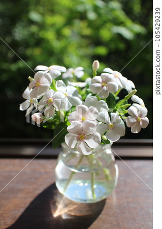 Plant catharsis in an empty bottle 105429239