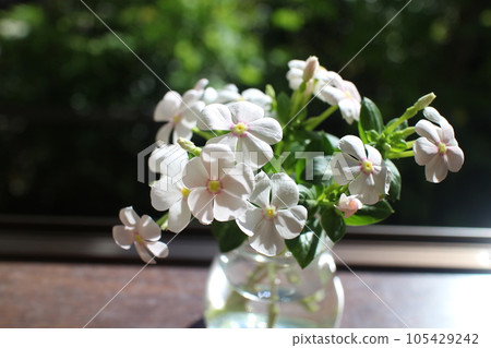 Growing a cut back Catharanthus roseus 105429242