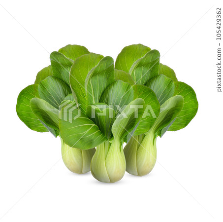 Pak Choi isolated on white background 105429362