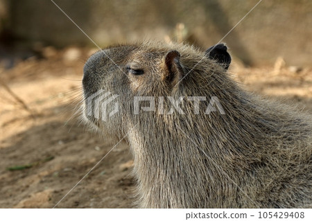 Capybara profile up 105429408
