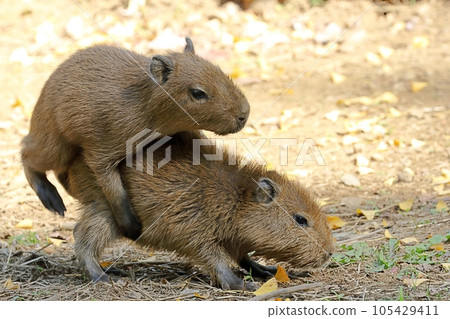 Two baby capybaras playing Two baby capybaras playing 105429411