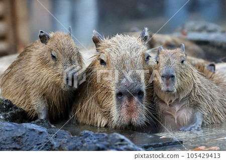 A family of capybaras in the water A family of capybaras in the water 105429413