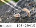 Mushrooms born on logs in the forest 105429415