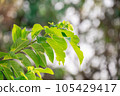 Green and yellow leaves with beautiful bokeh 105429417