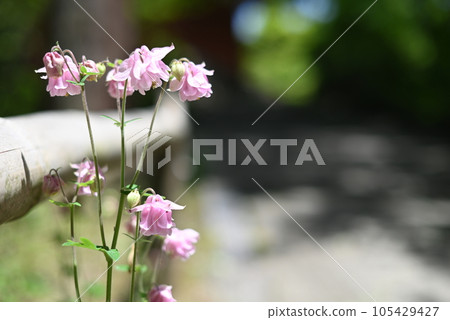 [Kyoto] Aquilegia blooming in the precincts of Nariaiji Temple in Miyazu City 105429427