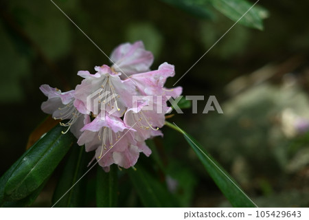 [Kyoto] Rhododendron blooming in the precincts of Nariaiji Temple in Miyazu City 105429643