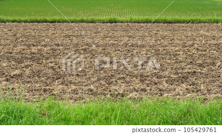 耕種的秋季稻田和景觀 105429761