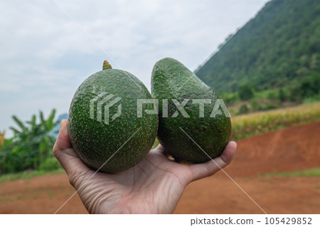 Male Farmer Show His Avocado Corps in His Hand, Healthy Fruit with many Nutritions from Agricultural. Male Farmer Show His Avocado Corps in His Hand, Healthy Fruit with many Nutritions from Agricultural. 105429852