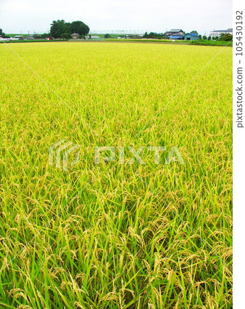 夏末收穫稻田風光 105430192