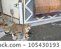 A cute cat with closed eyes and open mouth of a yellow tabby white (brown tabby & white) in a corner of a residential area in the countryside 105430193