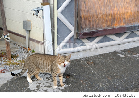 A cute cat with closed eyes and open mouth of a yellow tabby white (brown tabby & white) in a corner of a residential area in the countryside 105430193