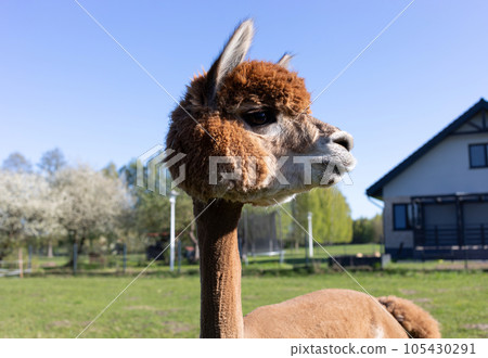 Face Of Brown Alpaca Animal In Backyard, New Building, House, Green Grass, Blue Sky On Background. Living In Residential Area, Idyllic Neighborhood, Sustainable Lifestyle. Horizontal Plane. 105430291
