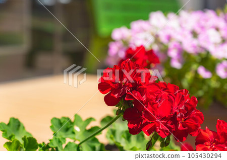 Bright red geranium flowers 105430294