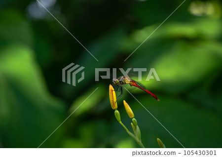 一隻紅蜻蜓棲息在花蕾上 一隻紅蜻蜓棲息在花蕾上 105430301