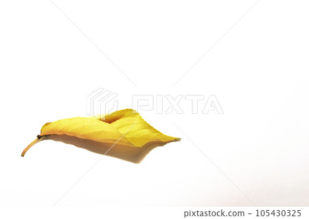 Autumn cherry leaves are beautiful in color and shape Autumn cherry leaves are beautiful in color and shape 105430325