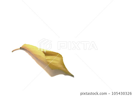 Autumn cherry leaves are beautiful in color and shape Autumn cherry leaves are beautiful in color and shape 105430326
