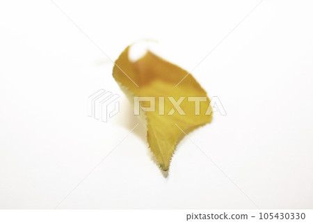Autumn cherry leaves are beautiful in color and shape Autumn cherry leaves are beautiful in color and shape 105430330
