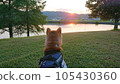 Sunset and Shiba Inu 105430360