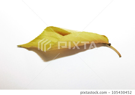 Autumn cherry leaves are beautiful in color and shape Autumn cherry leaves are beautiful in color and shape 105430452