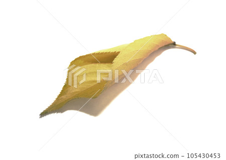 Autumn cherry leaves are beautiful in color and shape Autumn cherry leaves are beautiful in color and shape 105430453