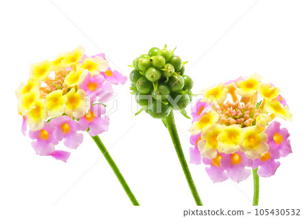 [Lantana] (depth stacking) 105430532