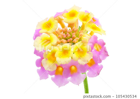 [Lantana] (depth stacking) 105430534