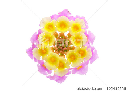 [Lantana] (depth stacking) 105430536