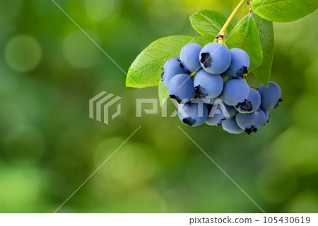 blueberries on the bush ready to pick with green blurred background blueberries on the bush ready to pick with green blurred background 105430619