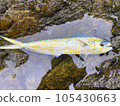 幼年海豚魚 105430663