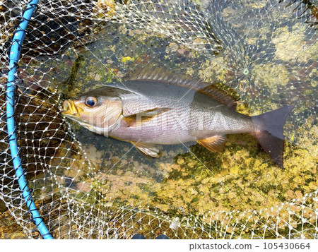 Grunt rock fishing 105430664
