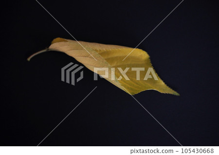 Autumn cherry leaves are beautiful in color and shape Autumn cherry leaves are beautiful in color and shape 105430668