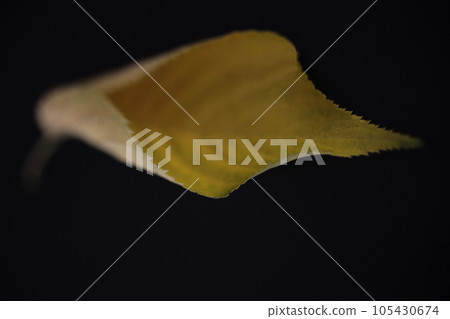 Autumn cherry leaves are beautiful in color and shape Autumn cherry leaves are beautiful in color and shape 105430674
