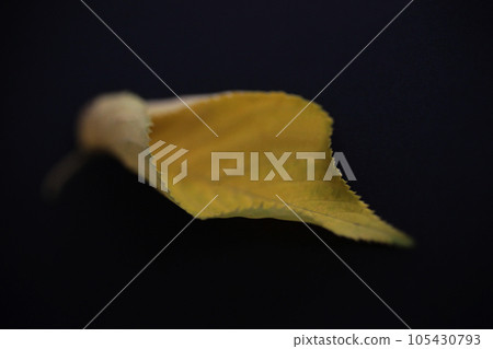 Autumn cherry leaves are beautiful in color and shape Autumn cherry leaves are beautiful in color and shape 105430793